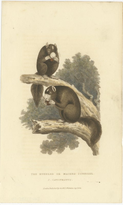 Antique Print with Hand Coloring of a Masked Squirrel, view 2