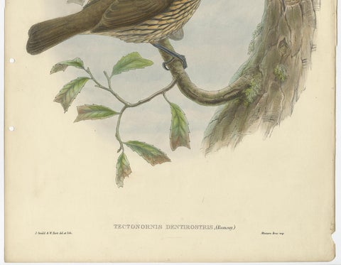 Antique Bird Print of the Tooth-Billed Bower-Bird by J. Gould, circa 1875, view 4