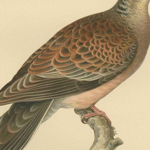 Antique Bird Print of the Oriental Turtle Dove by Von Wright, 1929, close-up 2
