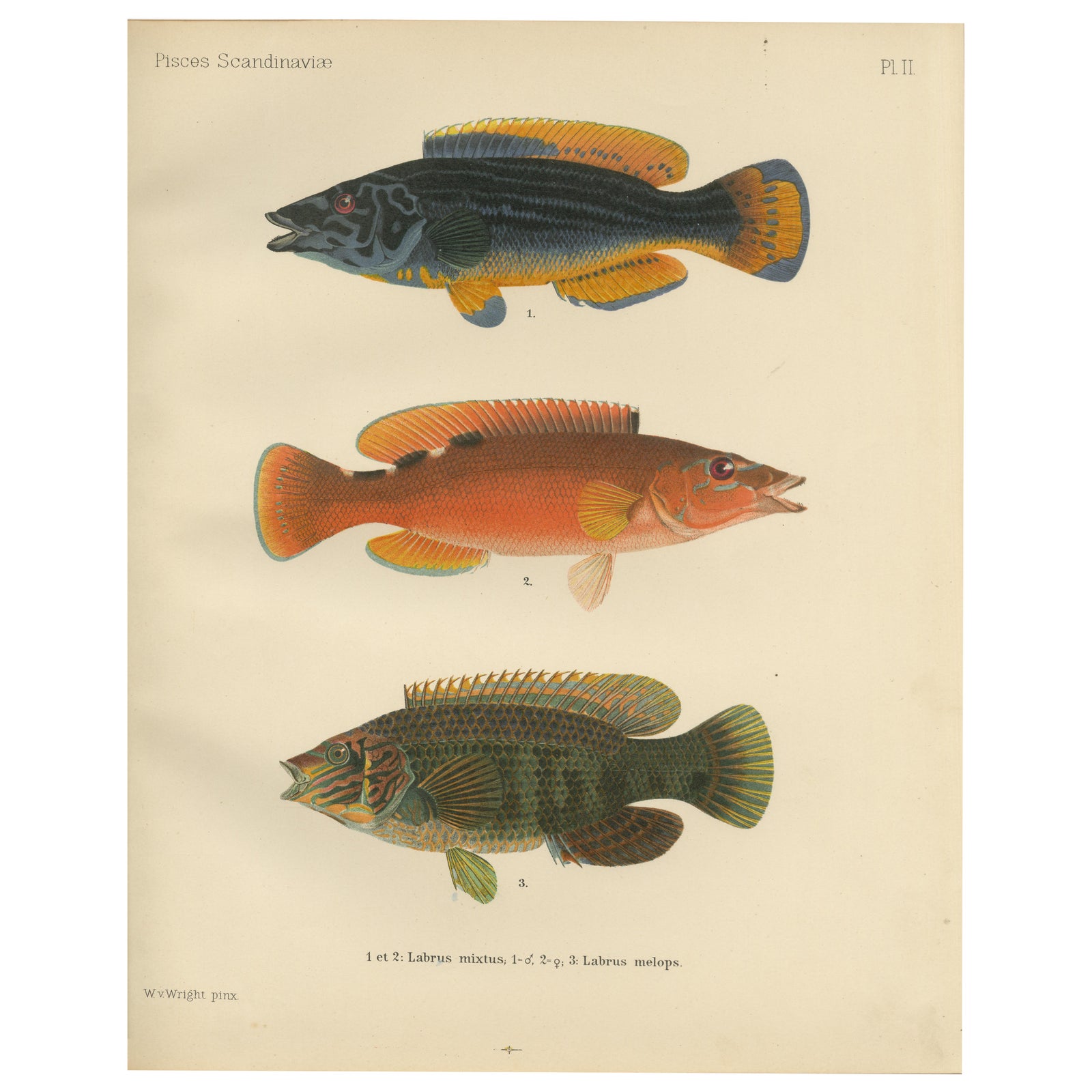 Colorful Wrasse Duo and Corkwing - Vibrant 19th Century Fish Lithograph