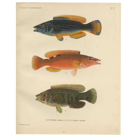 Colorful Wrasse Duo and Corkwing - Vibrant 19th Century Fish Lithograph