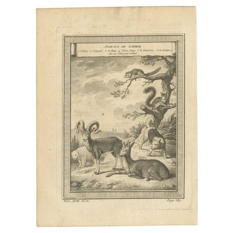 Antique Engraving of Animals of Siberia, 1768, view 2