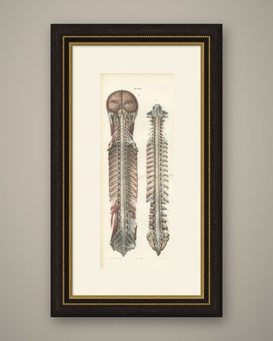 Brain and Spinal Cord with the Spinal Nerves, Hirschfeld Folding Plate, 1866, shown framed