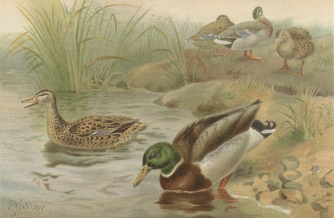 Antique Wild Duck Print Mallard Ducks Wetland Scene Chromolithograph c.1895, close-up 2