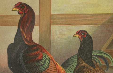 The Striking Malay Chicken - A Rare 19th Century Poultry Lithograph, close-up 1