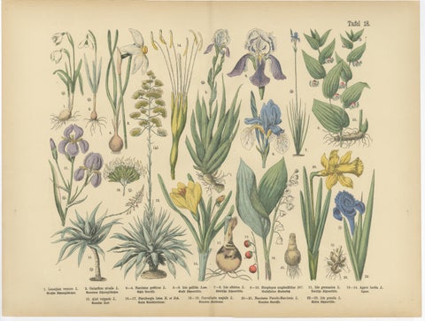 Antique German Botanical Atlas Plates, Tafel 17–18, Lilies & Irises, 1885, view 3