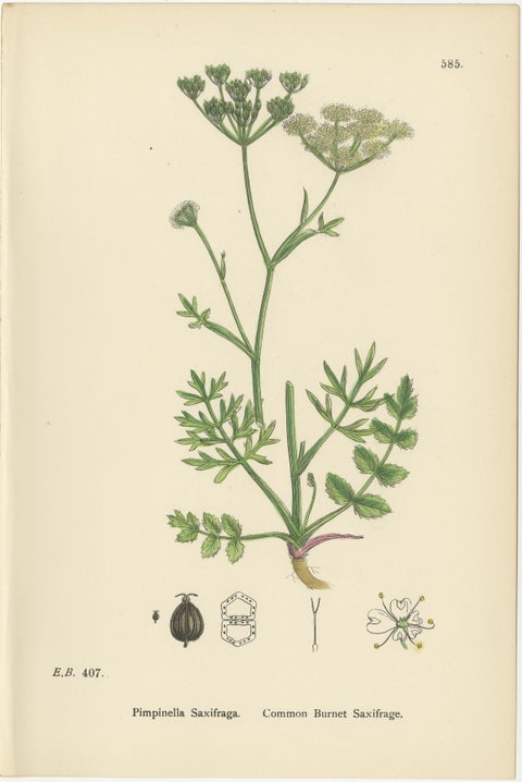 Antique English Botanical Prints, Elegant British Wildflowers, Sowerby c.1902, view 3