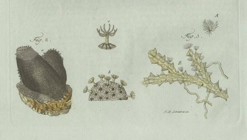 Original Antique Print of Marine Worms and Polyps by Bertuch, 1805, close-up 6
