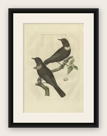 Antique Bird Print of The Ring Ouzel by Sepp & Nozeman, 1797, shown framed