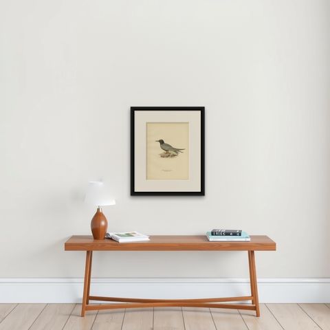 Antique Bird Print of the Black Tern 'Male' by Von Wright, 1929, shown framed on a wall