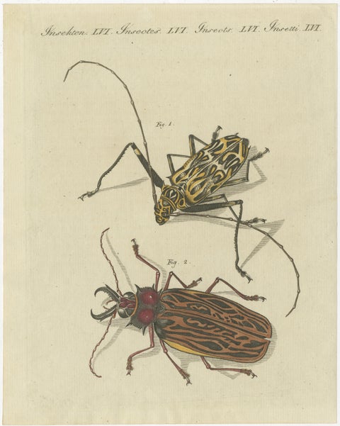 Set of 4 Antique Prints of Various Insects Including the Human Flea and Others, view 3