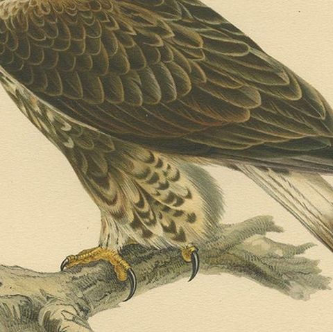 Antique Bird Print of the Rough-Legged Hawk by Von Wright '1917', close-up 2