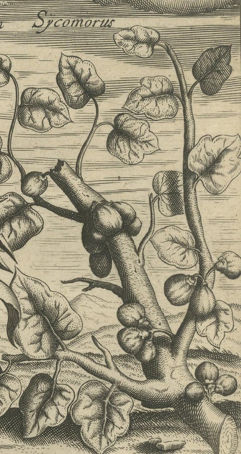 New World Flora: Aloe, Maguey, and Mexican Plants in De Bry's 1601 Work, close-up 4