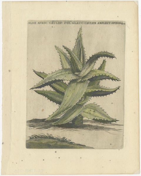 Caulescent African Aloe from Caspar Commelin’s "Praeludia Botanica" - 1703, view 2