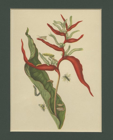 Heliconia with Insects, 19th-Century Lithograph after Merian’s Plate 54 (1705), close-up 4