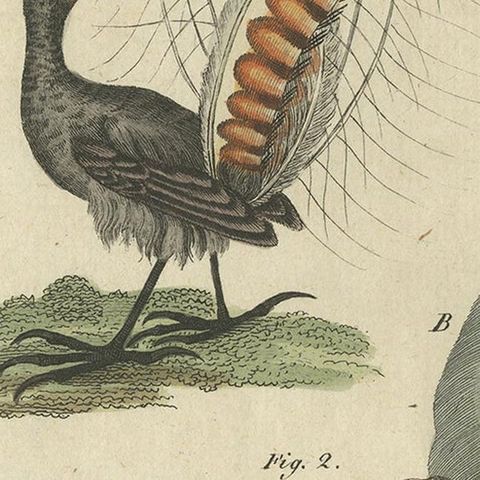 Antique Bird Print of the Lyrebird and Tailorbird by Bertuch 'circa 1800', close-up 2
