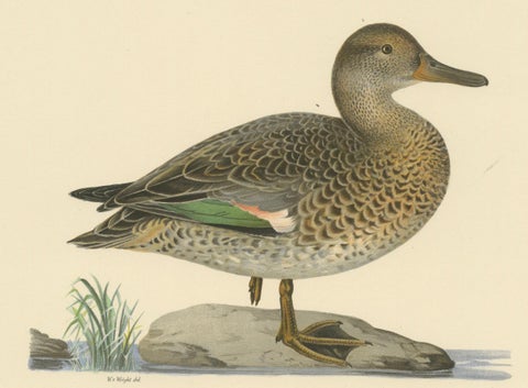 Whistles on the Wing: The European Teal by Magnus von Wright, 1929, close-up 2