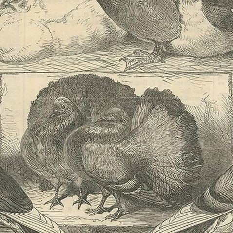 Prize Fowls, Ducks, and Pigeons Crystal Palace Poultry Show 1870, close-up 1