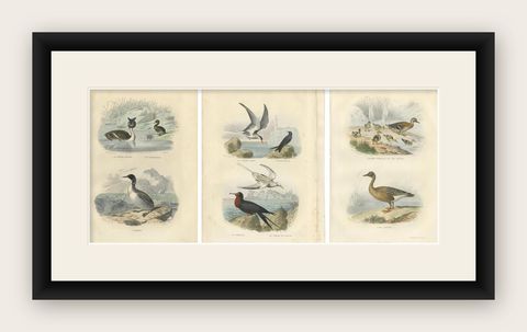 Set of 3 Antique Bird Prints Tern, Frigatebird, Great Crested Grebe by Buffon, shown framed