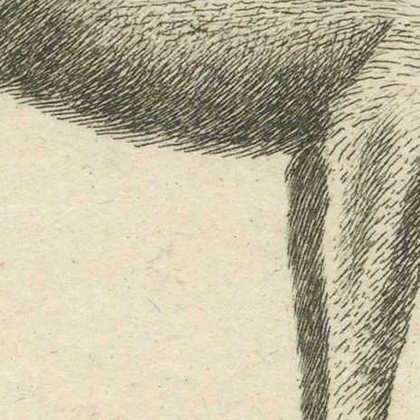 Antique Engraving of a Babirusa and a Swallow, ca.1800, close-up 6