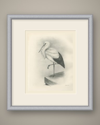 White Stork Standing on One Leg, Plate CLVI after Lilian Medland, c. 1909, shown framed