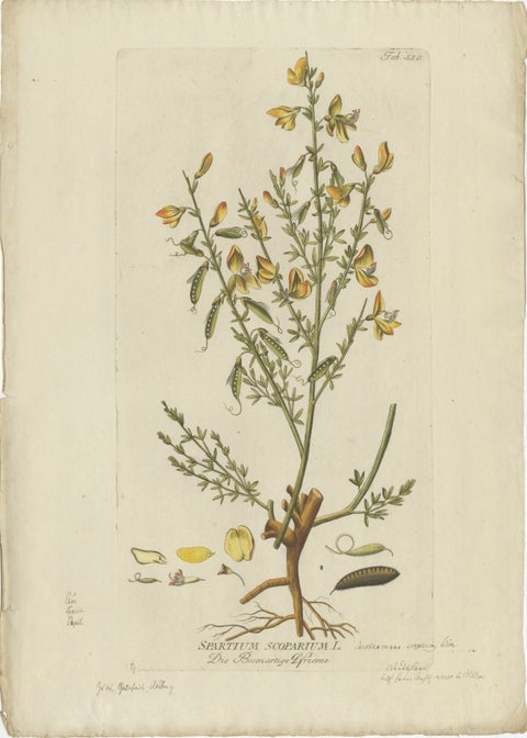 Scotch Broom Botanical Engraving - Icones Plantarum Medicinalium, 1788, view 2