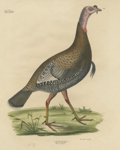 Gatt Meleagris Antique Lithograph Print of Wild Turkey, Circa 1824, view 2