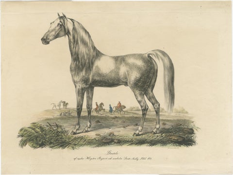 Antique Print of an Arabic Horse Named Gentile, view 2