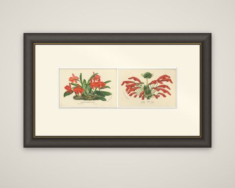 Botanical Vintage Prints of Scarlet Sophronitis and Tropical Bloom, c.1845, shown framed