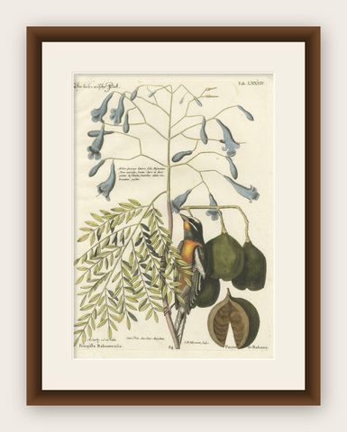 Bahama Finch Engraving by J.M. Seligmann, Hand-Colored Bird Print, 18th century, shown framed