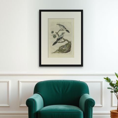 Antique Bird Print of the Great Grey Shrike by Sepp & Nozeman, 1789, shown framed on a wall