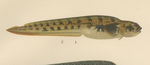Viviparous Blenny, Wolf Fish, and Black Goby - Exquisite Scandinavian Fish Litho, close-up 3
