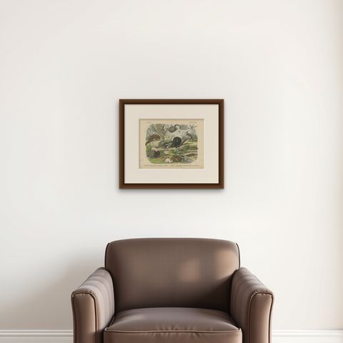 Antique Platypus, Anteater and Sloth Print with Pangolin, Kolb, circa 1890, shown framed on a wall