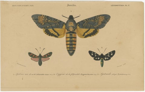 Antique Hand-Colored Moth and Butterfly Prints - Rare 19th-Century Illustrations, view 3