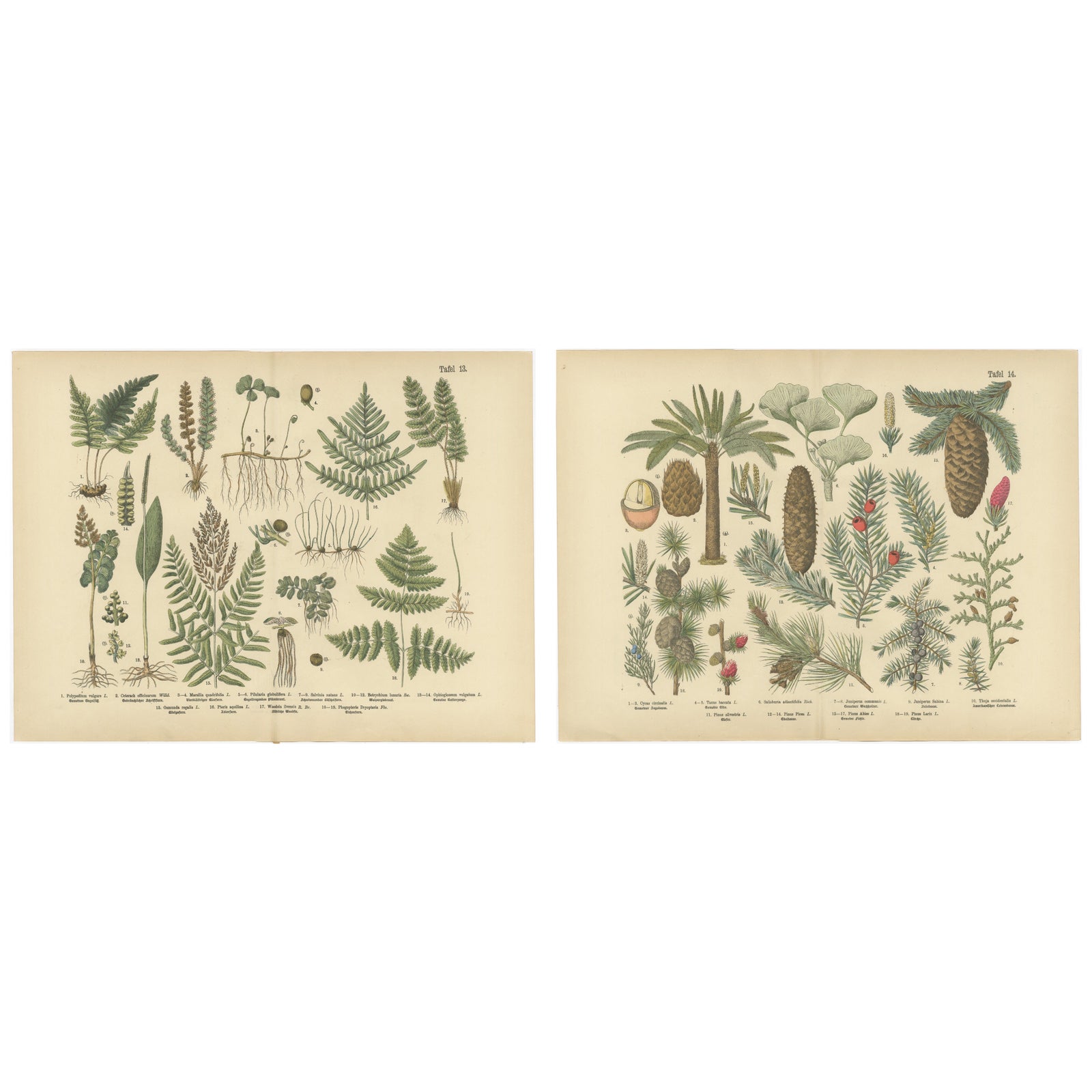Antique German Botanical Atlas Plates, Tafel 13–14, Ferns & Conifers, 1885