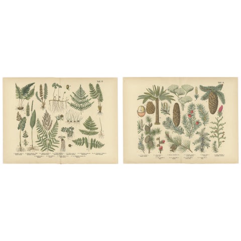 Antique German Botanical Atlas Plates, Tafel 13–14, Ferns & Conifers, 1885