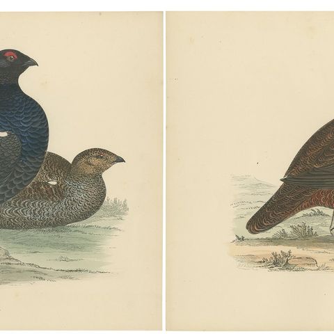 Set of 2 Antique Prints of a Black Grouse and Red Grouse 'with Centre Fold', close-up 1