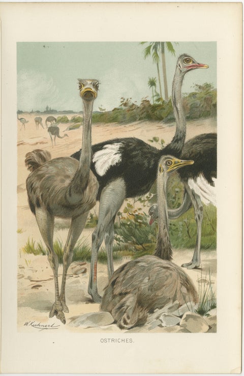 Antique Ostrich Print Exotic Birds Africa Scene Chromolithograph c.1895, view 2