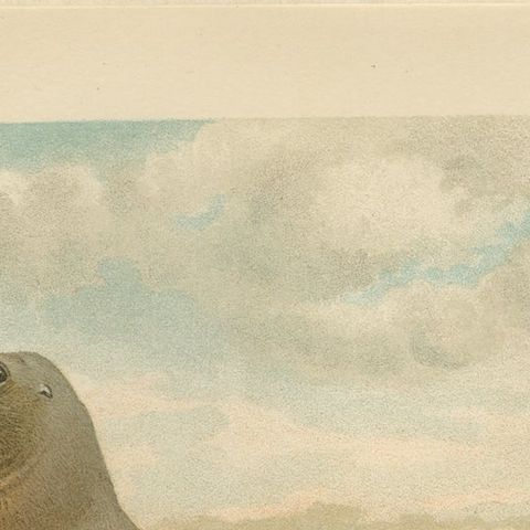 Coastal Wildlife Print, 19th Century Sea Lion Ocean Scene, Soft Pastels, 1894, close-up 6