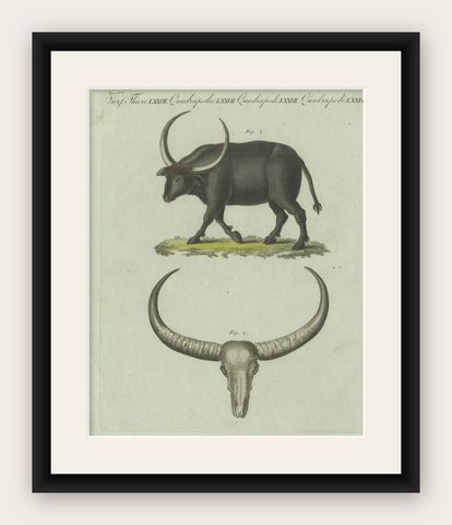 Antique Print of a Buffalo and Buffalo Skull, shown framed