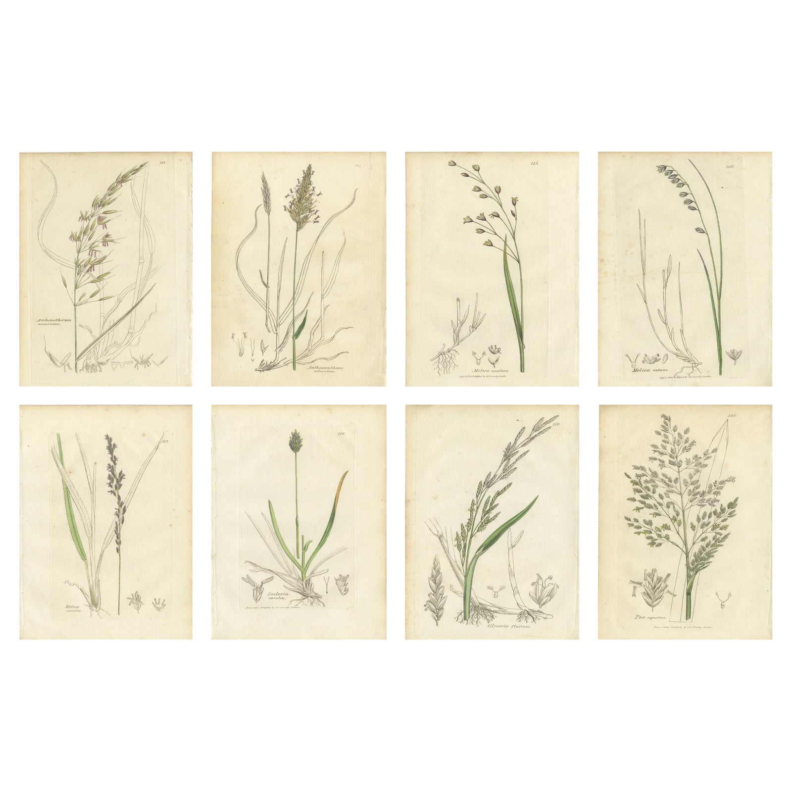 Antique Grasses & Sedges, Hand-Colored Botanical Engravings, c.1830 (Set of 8)