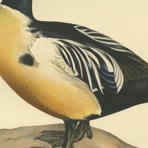 Antique Bird Print of the Steller's Eider by Von Wright, 1929, close-up 2
