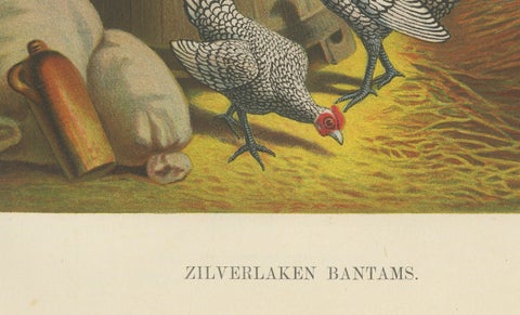 The Silver-Laced Bantam - A Rare 19th Century Poultry Lithograph, close-up 1