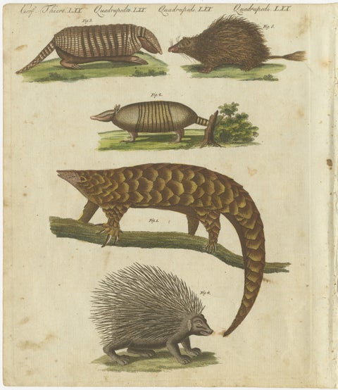 1805 Handcolored Engraving of Unique Mammals from Bertuch's "Bilderbuch", view 2
