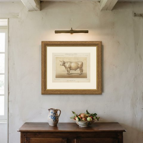Charolais Ox, French Cattle Breed, Antique Chromolithograph by Borie, 1863, shown framed on a wall