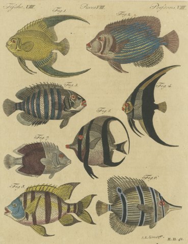 Angelfish, Butterflyfish and Moorish Idol, Antique Bertuch Print, circa 1805
