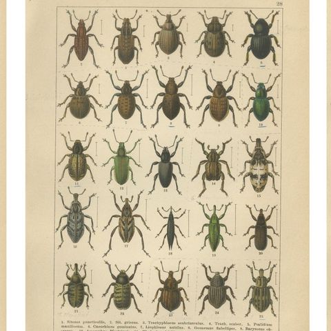 Antique Weevil Beetle Chromolithographs, Curculionidae Plates, Calwer 1893, close-up 1