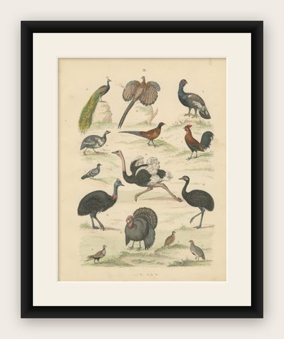 Game Birds & Flightless Birds Print: Peacock, Ostrich, Cassowary, Antique 1867, shown framed