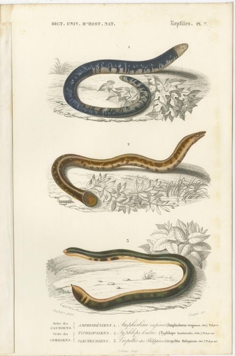 Set of 7 Antique Prints of an Egyptian Cobra and other Snakes and Reptiles, view 3