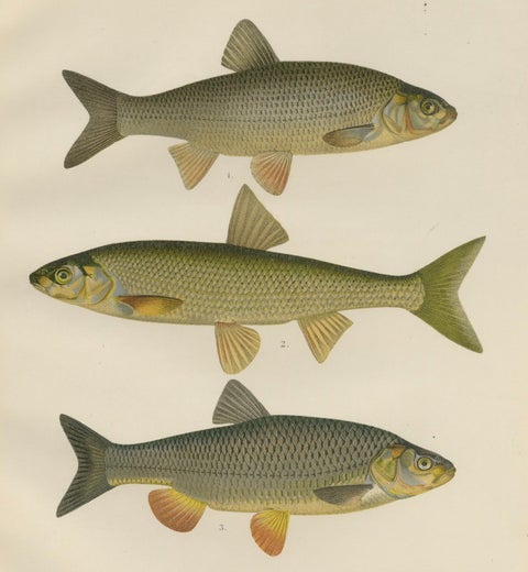 Dace and Chub - Graceful Scandinavian Freshwater Fish Lithograph, 1895, close-up 5